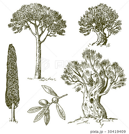 set of hand drawn trees italian cypress and stone 30419409