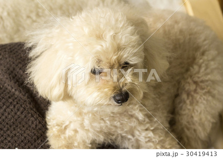 ソファーでくつろぐトイプードル 30419413