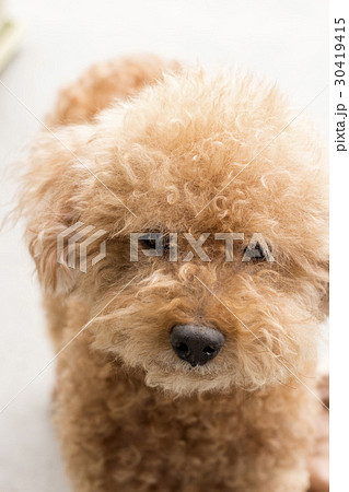 ふわふわな巻き毛のトイプードル 30419415