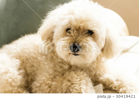 ソファーでくつろぐトイプードル 30419421