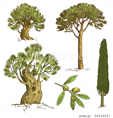 set of hand drawn trees italian cypress and stone 30419437