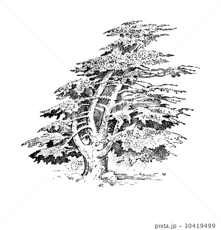 set of hand drawn trees italian cypress and stone 30419499