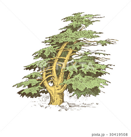 set of hand drawn trees italian cypress and stone 30419508