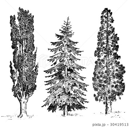 set of hand drawn trees italian cypress and stone 30419513