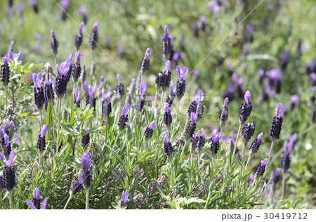 フレンチラベンダー フレンチラベンダー 30419712