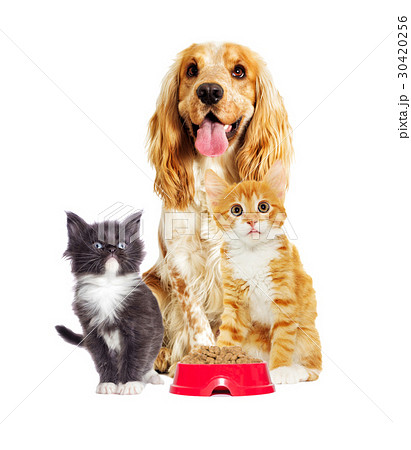 dog And a kitten on a white background 30420256
