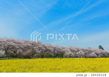 権現堂の満開の桜と菜の花 30420328