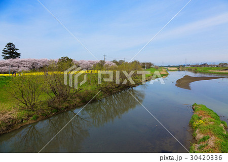 権現堂の満開の桜と菜の花 権現堂の満開の桜と菜の花 30420336