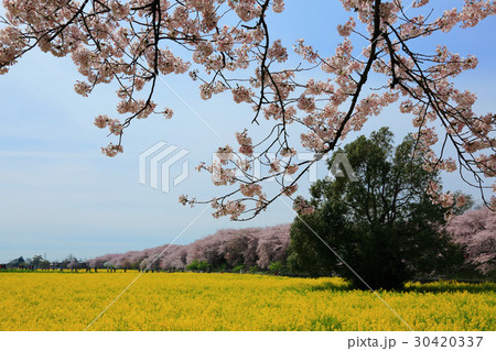 権現堂の満開の桜と菜の花 権現堂の満開の桜と菜の花 30420337
