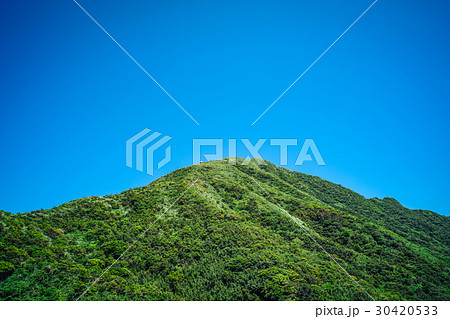 台湾 鶏冠 とさか 30420533