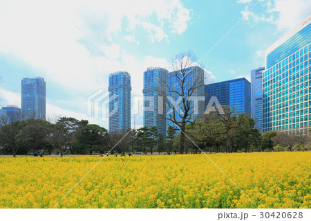 浜離宮恩賜庭園の菜の花畑 浜離宮恩賜庭園の菜の花畑 30420628