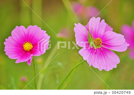 コスモスとツユムシ 30420749