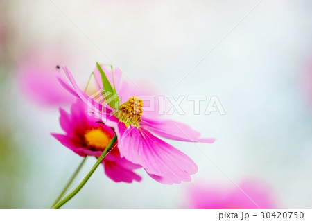 コスモスとツユムシ 30420750