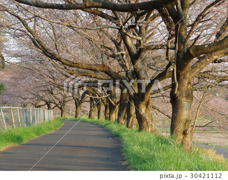 さいたま市の桜回廊　咲き始め 30421112