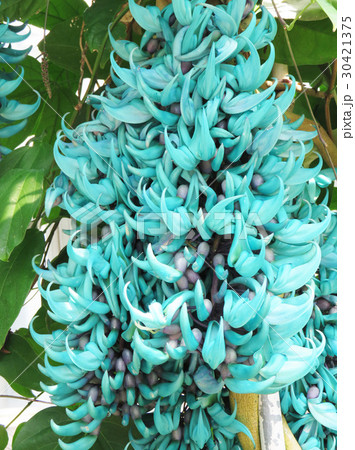 ヒスイカズラの花 ヒスイカズラの花 30421375