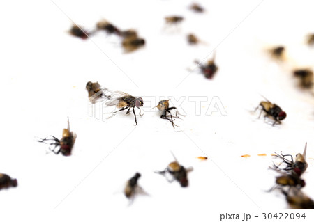 Selected focus close up fly caught on sticky glue 30422094