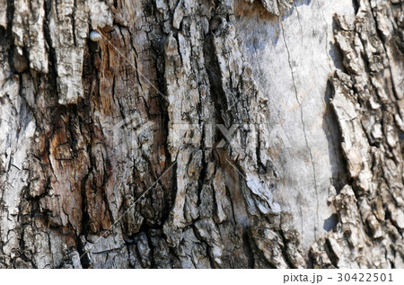 Macro of a bark of olive tree 30422501