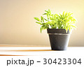 Tree in a pot 30423304