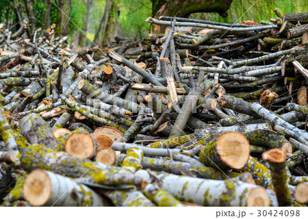 Stacked Wood Logs With Pine Trees 30424098