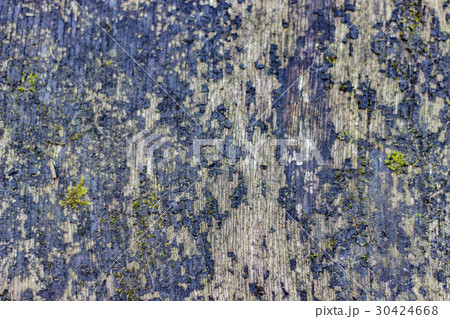 Background texture of moss growing on wood 30424668