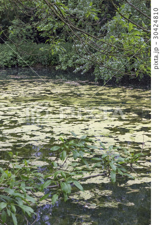 Nature background in a park 30424810