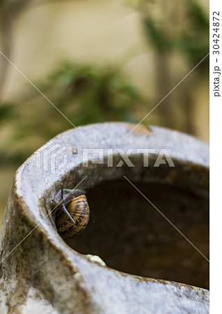 Snail on a vase 30424872