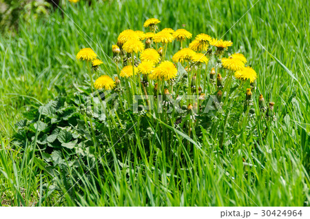 Close up of blooming yellow dandelion flowers 30424964