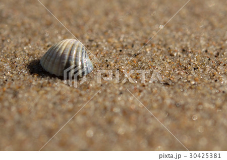 Sea shell lying on the beach 30425381