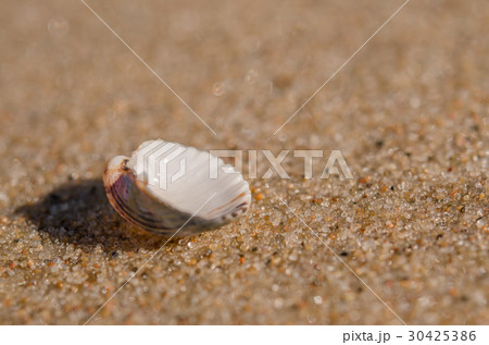 Sea shell lying on the beach Sea shell lying on the beach 30425386