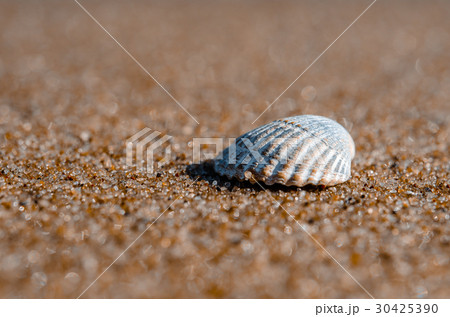 Sea shell lying on the beach Sea shell lying on the beach 30425390