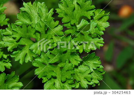 Green parsley leaf Green parsley leaf 30425463