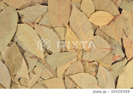Dry bay laurel leaves background Dry bay laurel leaves background 30426309