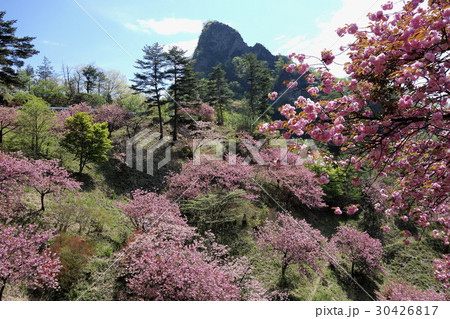 群馬県立森林公園さくらの里の写真素材