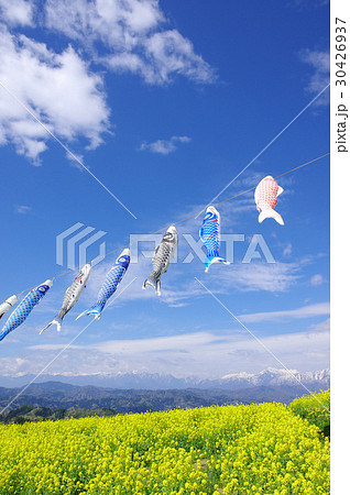 鯉のぼりと菜の花畑 鯉のぼりと菜の花畑 30426937