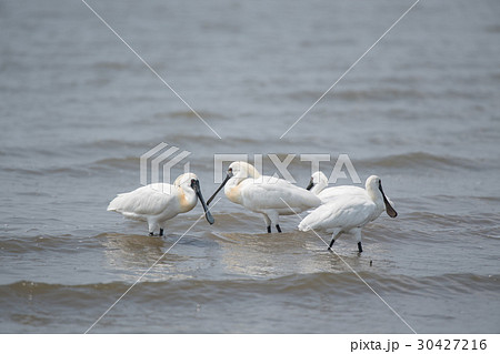 干潟よか公園のクロツラヘラサギ成鳥 干潟よか公園のクロツラヘラサギ成鳥 30427216