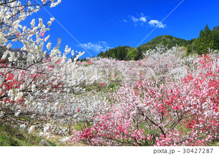 月川温泉郷　花桃まつり 30427287