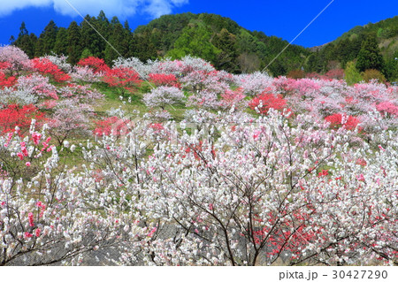 月川温泉郷 花桃まつり 月川温泉郷 花桃まつり 30427290