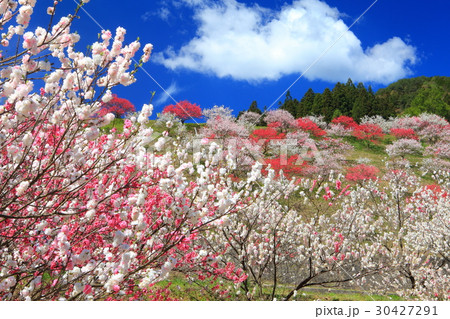 月川温泉郷 花桃まつり 月川温泉郷 花桃まつり 30427291