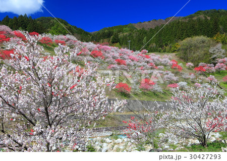 月川温泉郷　花桃まつり 30427293