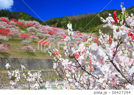 月川温泉郷　花桃まつり 30427294