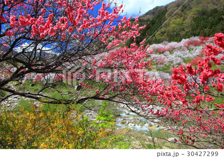 月川温泉郷　花桃まつり 30427299