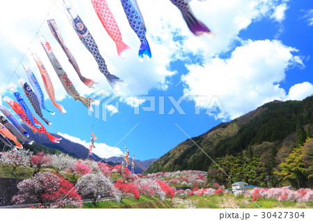 月川温泉郷 花桃まつり 月川温泉郷 花桃まつり 30427304
