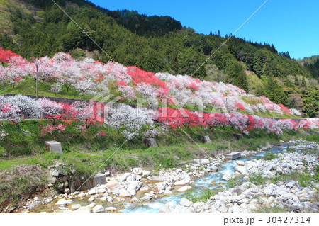 月川温泉郷　花桃まつり 30427314