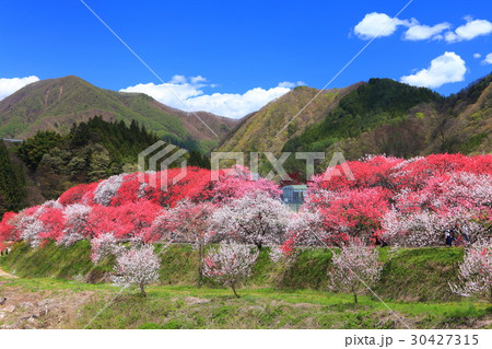 月川温泉郷　花桃まつり 30427315