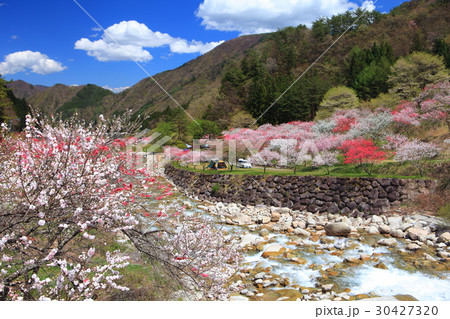 月川温泉郷　花桃まつり 30427320