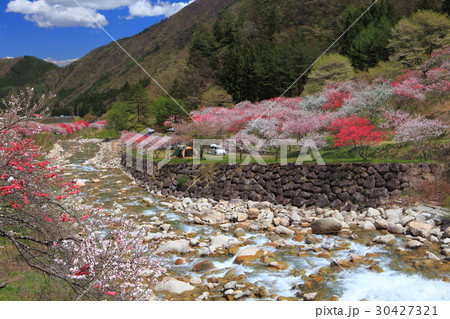 月川温泉郷 花桃まつり 月川温泉郷 花桃まつり 30427321