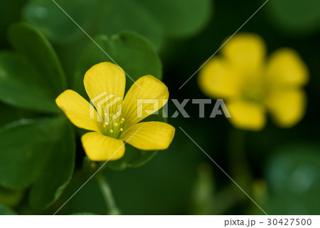カタバミ 黄色い花 春の花 雑草の写真素材