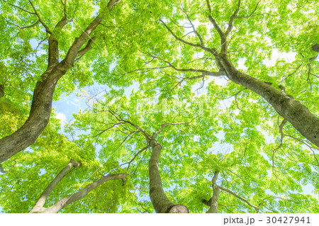 Green Green 30427941