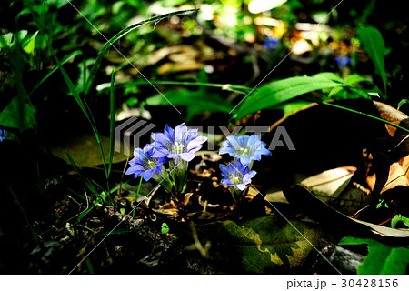 フデリンドウ 30428156