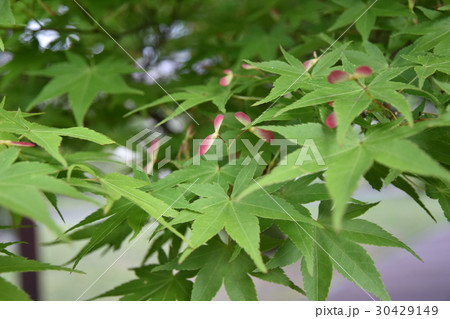 紅葉の実 30429149